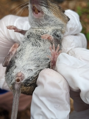 Peromyscus gossypinus