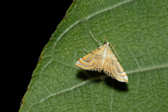 Cataclysta angulata