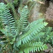 Christmas Fern - Photo (c) Lisa C, some rights reserved (CC BY-NC), uploaded by Lisa C