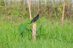 Acridotheres grandis