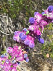 Trichostema lanatum