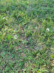 Taraxacum officinale