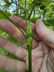 Proteoteras willingana