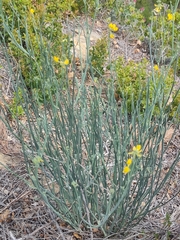 Coronilla juncea
