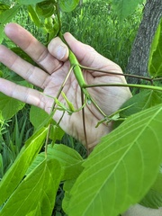 Proteoteras willingana