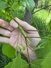 Proteoteras willingana