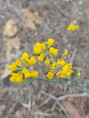 Coronilla juncea