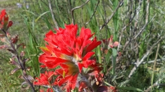 Castilleja applegatei