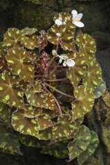 Begonia bowerae