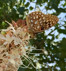 Speyeria callippe comstocki