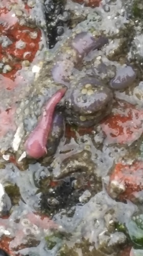 Representative image of Thelepus setosus