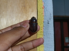 Oryctes rhinoceros