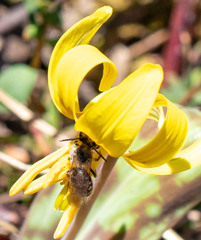 Andrena erythronii