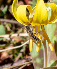 Andrena erythronii