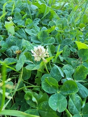 Trifolium repens
