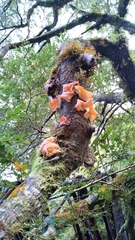 Aleurodiscus vitellinus