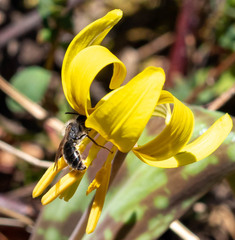 Andrena erythronii