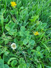 Trifolium repens