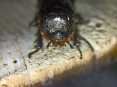 Oryctes rhinoceros