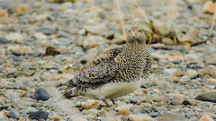 Attagis malouinus