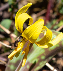 Andrena erythronii