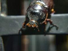 Oryctes rhinoceros