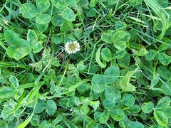 Trifolium repens