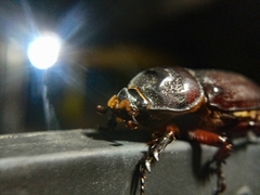 Oryctes rhinoceros