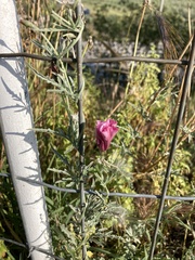 Convolvulus althaeoides