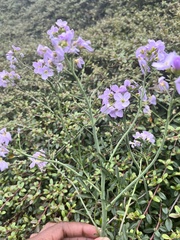 Cardamine