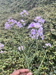 Cardamine
