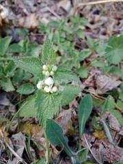 Lamium album