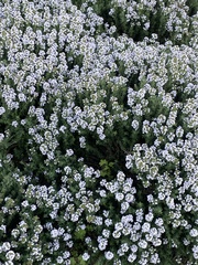 Thymus vulgaris