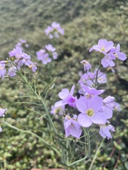 Cardamine