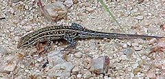 Meroles squamulosus