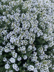 Thymus vulgaris