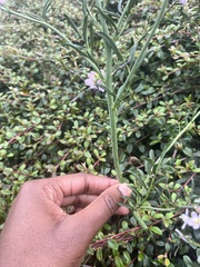 Cardamine