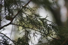Juniperus poblana