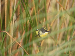 Tachuris rubrigastra