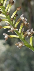 Cranichis ciliata