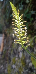 Cranichis ciliata