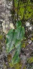 Cranichis ciliata