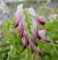 Fumaria capreolata babingtonii