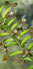 Cranichis ciliata