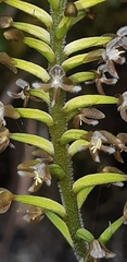 Cranichis ciliata