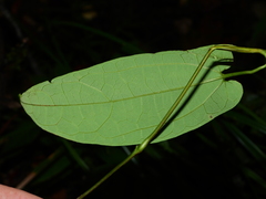 Aristolochia wankeana