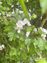 Crataegus