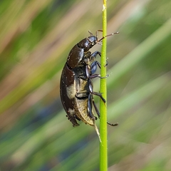 Hydrochara caraboides