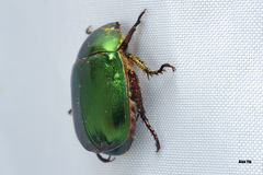 Anomala russiventris