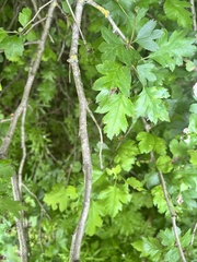 Crataegus